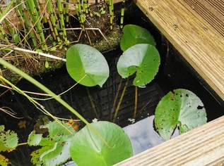 Wasserbecken inkl. Pflanzen 