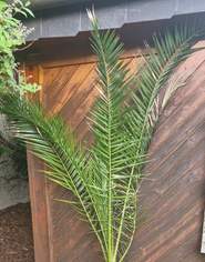 Fächerpalme - 150cm hoch, 55 €, Haus, Bau, Garten-Balkon & Garten in 3100 St. Pölten