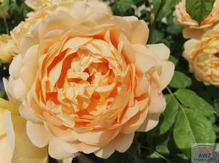 Wohnhaus in Toplage von Villach!, 0 €, Immobilien-Häuser in 9500 Wohnhaus in Toplage von Villach!, 0 €, Immobilien-Häuser in 9500