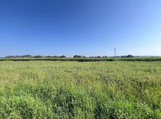 Ebener Baugrund in sonniger Ortsrandlage, 71250 €, Immobilien-Grund und Boden in 4775 Taufkirchen an der Pram