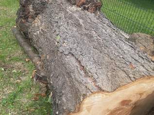 Kirschbaum stamm holz, 100 €, Haus, Bau, Garten-Balkon & Garten in 7350 Oberpullendorf