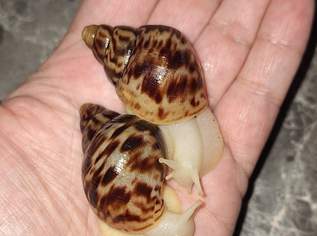 Lissachatina reticulata albino , 10 €, Marktplatz-Tiere & Tierbedarf in 3073 Gemeinde Stössing Lissachatina reticulata albino , 10 €, Marktplatz-Tiere & Tierbedarf in 3073 Gemeinde Stössing