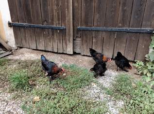 Tiere , 15 €, Marktplatz-Tiere & Tierbedarf in 3350 Gemeinde Haag