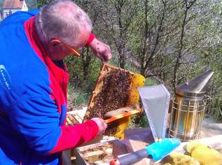 CARNICA Völker aus dem PIELACHTAL, 150 €, Marktplatz-Tiere & Tierbedarf in 3204 Gemeinde Kirchberg an der Pielach