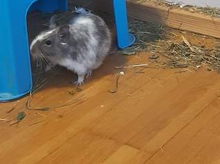 Deguweibchen Deguweibchen