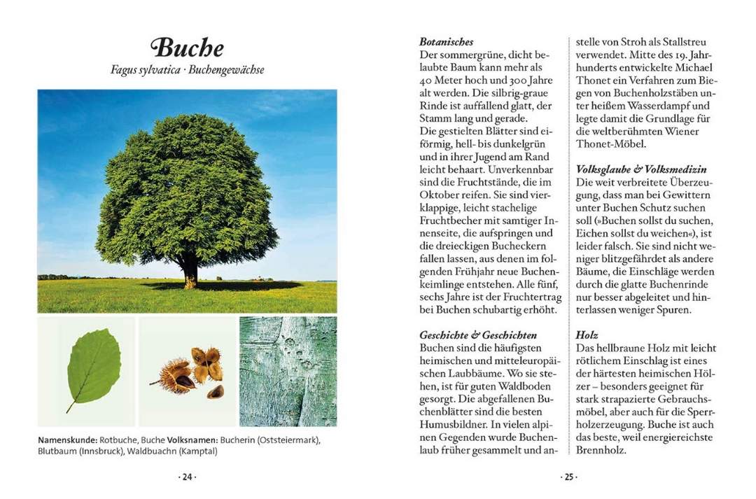 Das kleine Buch: Der Laubbaum Das kleine Buch: Der Laubbaum