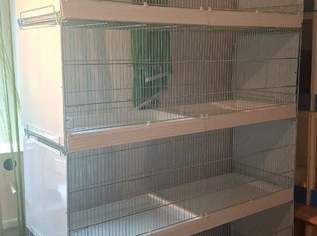 Zuchtboxen , 120 €, Marktplatz-Tiere & Tierbedarf in 3522 Gemeinde Lichtenau im Waldviertel