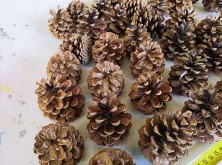 Dekorzapfen - Advent und Weihnachtsdekor - Föhrenzapfen, 0.25 €, Haus, Bau, Garten-Geschirr & Deko in 4222 Sankt Georgen an der Gusen