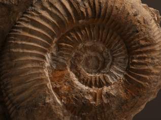 Fossilien / Versteinerung Ammonit (B)