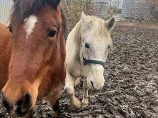 Verkaufspferde an guten Platz ab sofort abzugeben , 3000 €, Marktplatz-Tiere & Tierbedarf in 3484 Gemeinde Grafenwörth