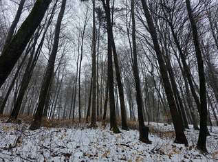 Waldgrundstück, 9400 €, Immobilien-Gewerbeobjekte in 8382 Wallendorf