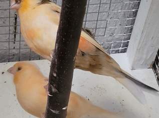 Verkaufe 2 orange Kanarien von 06/2026., 30 €, Marktplatz-Tiere & Tierbedarf in 7000 Kleinhöflein Verkaufe 2 orange Kanarien von 06/2026., 30 €, Marktplatz-Tiere & Tierbedarf in 7000 Kleinhöflein