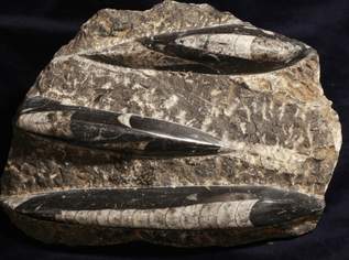 Fossilien / Belemnitenplatte, 79 €, Haus, Bau, Garten-Geschirr & Deko in 1200 Brigittenau