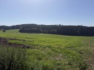 Arrondierte landwirtschaftliche Nutzfläche, 278400 €, Immobilien-Grund und Boden in 4085 Waldkirchen am Wesen Arrondierte landwirtschaftliche Nutzfläche, 278400 €, Immobilien-Grund und Boden in 4085 Waldkirchen am Wesen