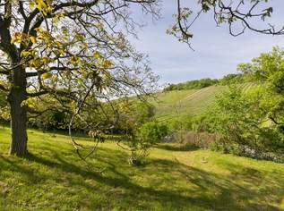 Wohnen zwischen den Weinreben - einzigartiges Grundstück am Nußberg, 540000 €, Immobilien-Grund und Boden in 1190 Döbling Wohnen zwischen den Weinreben - einzigartiges Grundstück am Nußberg, 540000 €, Immobilien-Grund und Boden in 1190 Döbling