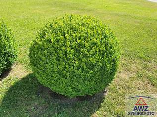 Vermiete günstige Altbau-Wohnung im Zentrum von Wels, 690 €, Immobilien-Wohnungen in 4600 Wels