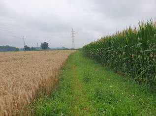 Landwirtschaftlicher Nutzgrund, 204492 €, Immobilien-Grund und Boden in 5231 Schalchen Landwirtschaftlicher Nutzgrund, 204492 €, Immobilien-Grund und Boden in 5231 Schalchen