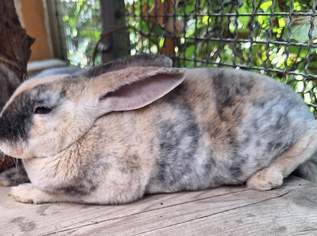 Mucki(geimpft, kastriert und tierärztlich untersucht) super zutraulich sucht, 130 €, Marktplatz-Tiere & Tierbedarf in 2320 Schwechat Mucki(geimpft, kastriert und tierärztlich untersucht) super zutraulich sucht, 130 €, Marktplatz-Tiere & Tierbedarf in 2320 Schwechat
