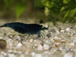 Blue Velvet, 4 €, Marktplatz-Tiere & Tierbedarf in 5440 Golling an der Salzach Blue Velvet, 4 €, Marktplatz-Tiere & Tierbedarf in 5440 Golling an der Salzach