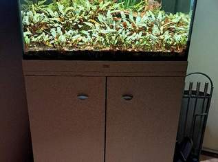 aquarium mit unterkasten, 300 €, Marktplatz-Tiere & Tierbedarf in 1100 Favoriten aquarium mit unterkasten, 300 €, Marktplatz-Tiere & Tierbedarf in 1100 Favoriten