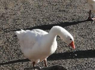 junge Gänse, 50 €, Marktplatz-Tiere & Tierbedarf in 2070 Unternalb