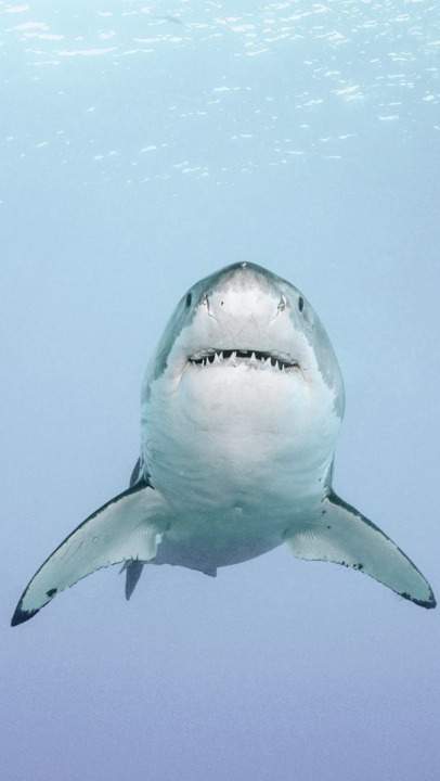Tierfigur Weißer Hai, 17cm