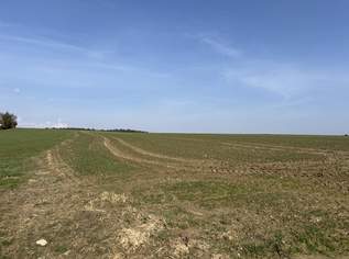 landwirtschaftlicher Nutzgrund in Andling, 219000 €, Immobilien-Grund und Boden in 4733 Heiligenberg