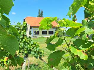 Atemberaubendes Anwesen mit Weingarten und Gebäuden"Bestlage in Slowenien" ca.4,5km von Spielfeld, 229000 €, Immobilien-Grund und Boden in 8480 Mureck Atemberaubendes Anwesen mit Weingarten und Gebäuden"Bestlage in Slowenien" ca.4,5km von Spielfeld, 229000 €, Immobilien-Grund und Boden in 8480 Mureck