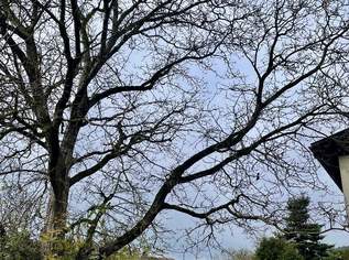 Traumhaftes Baugrundstück mit Altbestand in sehr guter Lage!, 0 €, Immobilien-Grund und Boden in 4203 Donach