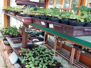 Gemüsepflanzen, 2.2 €, Haus, Bau, Garten-Balkon & Garten in 8521 Schönaich