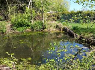 Freizeitgrund bebaubar mit Teich, 48000 €, Immobilien-Grund und Boden in 8280 Fürstenfeld Freizeitgrund bebaubar mit Teich, 48000 €, Immobilien-Grund und Boden in 8280 Fürstenfeld