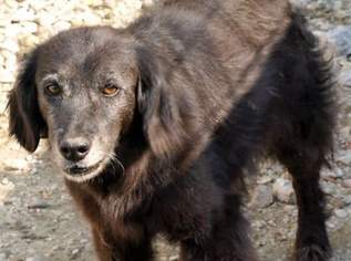 SISSY, geb. 04/2009, tapfere kleine Hundeseniorin, 250 €, Marktplatz-Tiere & Tierbedarf in 1140 Penzing SISSY, geb. 04/2009, tapfere kleine Hundeseniorin, 250 €, Marktplatz-Tiere & Tierbedarf in 1140 Penzing