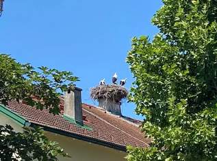 Seewinkel- Bungalow im Ortskern der Weinbaugemeinde am Neusiedlersee Seewinkel- Bungalow im Ortskern der Weinbaugemeinde am Neusiedlersee