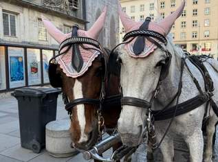 Wir suchen einen ruhigen Pensionsplatz, null €, Marktplatz-Tiere & Tierbedarf in Österreich