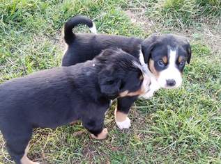 Appenzeller Entlebucher Welpen 
