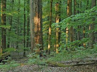 Waldparzellen in Görtschach und Vorderberg, 176684.5 €, Immobilien-Gewerbeobjekte in 9615 Görtschach