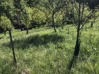 Obstbäume und Ziersträucher mit Zufahrt und Aussicht, 47000 €, Immobilien-Grund und Boden in 3434 Gemeinde Tulbing