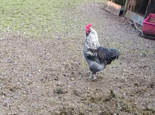 Hähne , 15 €, Marktplatz-Tiere & Tierbedarf in 3350 Gemeinde Haag Hähne , 15 €, Marktplatz-Tiere & Tierbedarf in 3350 Gemeinde Haag