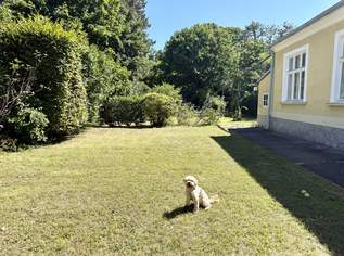 Altbauvilla - absolute Grünruhelage - 2 getrennte Wohneinheiten - 1.100 m² Garten mit Pool, 1690000 €, Immobilien-Häuser in 1130 Hietzing