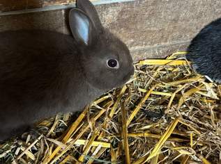Zwergkaninchen, 10 €, Marktplatz-Tiere & Tierbedarf in 2004 Gemeinde Niederhollabrunn