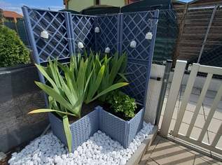 Pflanzkübel mit Rankgitter 3 Stück , 70 €, Haus, Bau, Garten-Balkon & Garten in 1210 Floridsdorf Pflanzkübel mit Rankgitter 3 Stück , 70 €, Haus, Bau, Garten-Balkon & Garten in 1210 Floridsdorf