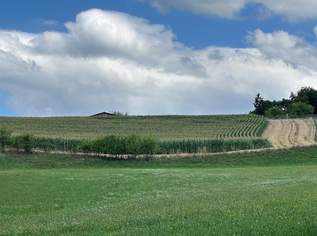 Landwirtschaftliche Nutzflächen in Großsulz bei Kalsdorf zu kaufen!, 0 €, Immobilien-Gewerbeobjekte in 8401 Großsulz Landwirtschaftliche Nutzflächen in Großsulz bei Kalsdorf zu kaufen!, 0 €, Immobilien-Gewerbeobjekte in 8401 Großsulz