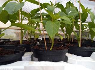 Bio Gemüsepflanzen, 2 €, Haus, Bau, Garten-Balkon & Garten in 8521 Hollenegg Bio Gemüsepflanzen, 2 €, Haus, Bau, Garten-Balkon & Garten in 8521 Hollenegg