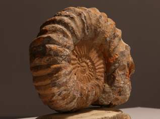 Fossilien / Versteinerung, Ammonit (D), 98 €, Marktplatz-Antiquitäten, Sammlerobjekte & Kunst in 1200 Brigittenau