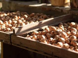 Walnüsse -frische Ernte 2024- in Bioqualität-unbehandelt, ungespritzt -vorgetrocknet-super Geschmack! 