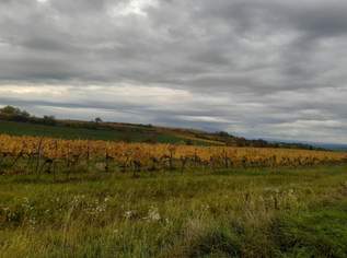 GUT BEWIRTSCHAFTETER WEINGARTEN IN HERRLICHER LAGE - WEINGARTEN, LANDWIRTSCHAFTLICHE FLÄCHEN - KEIN BAUGRUNDSTÜCK!, 47415 €, Immobilien-Grund und Boden in 3550 Gemeinde Langenlois