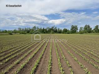 Großes 2.944m² Landwirtschafts-Grundstück in Sollenau zu mieten – Top Lage!, 2944 €, Immobilien-Grund und Boden in 2601 Sollenau Großes 2.944m² Landwirtschafts-Grundstück in Sollenau zu mieten – Top Lage!, 2944 €, Immobilien-Grund und Boden in 2601 Sollenau