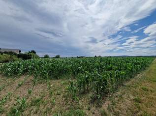 SONNIGE LEBENSQUALITÄT AM LAND OHNE BAUZWANG - LEISTBARES BAUGRUNDSTÜCK IN SIEDLUNGSLAGE IN GRAFENWÖRTH, 140600 €, Immobilien-Grund und Boden in 3484 Gemeinde Grafenwörth SONNIGE LEBENSQUALITÄT AM LAND OHNE BAUZWANG - LEISTBARES BAUGRUNDSTÜCK IN SIEDLUNGSLAGE IN GRAFENWÖRTH, 140600 €, Immobilien-Grund und Boden in 3484 Gemeinde Grafenwörth