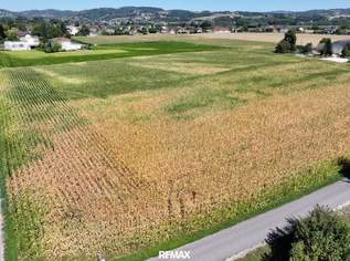 Schönes ebenes Ackergrundstück, 545000 €, Immobilien-Grund und Boden in 4102 Goldwörth Schönes ebenes Ackergrundstück, 545000 €, Immobilien-Grund und Boden in 4102 Goldwörth