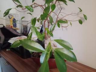 Bonsai 23 Jahre im Besitz , 100 €, Haus, Bau, Garten-Geschirr & Deko in 8530 Deutschlandsberg